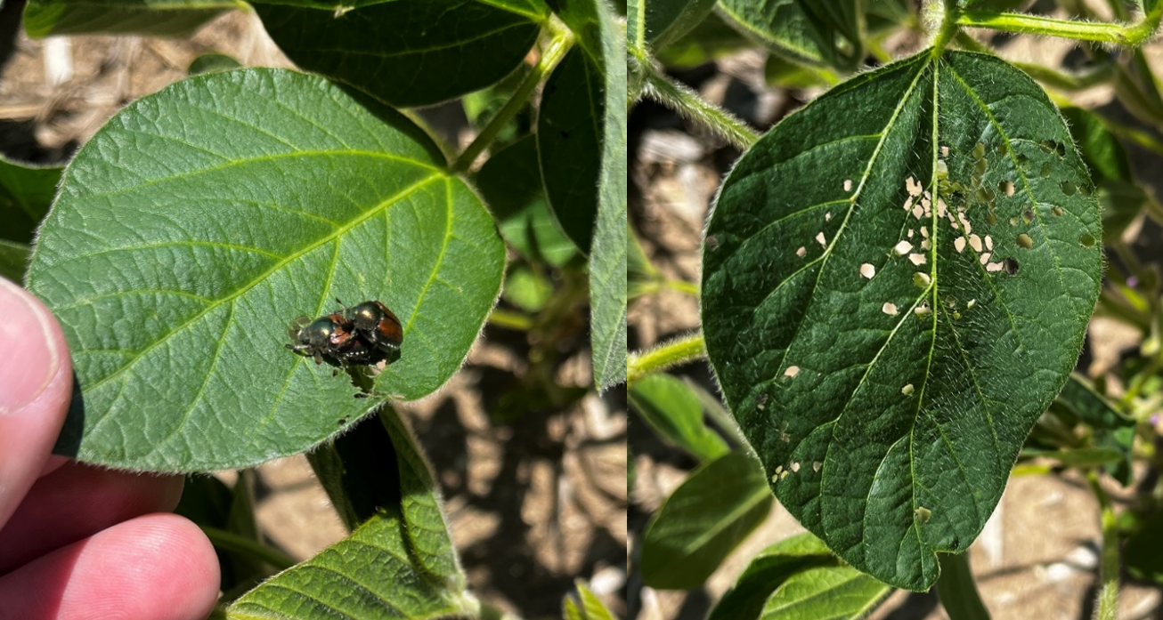 Japanese beetle adults 